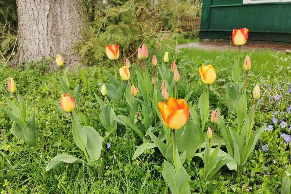 Willa Kraina Bugu Parosla Zewnętrze zdjęcie